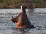 Africa 028 : Africa, Animal, Hippopotamus, Mammal, Mosi-Oa-Tunya National Park, Zambia